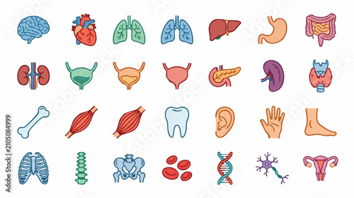 Foto Human internal organs and body parts colorful medical icon set