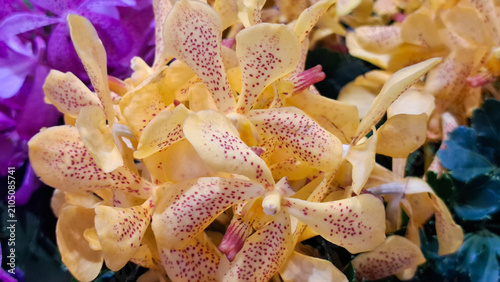 Obraz na plátne Exotic spotted mokara orchid flowers blooming in vibrant tropical floral display