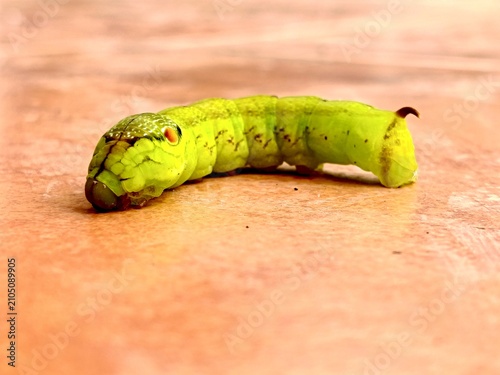 Foto Hawkmoth larva showcasing natural mimicry and survival camouflage