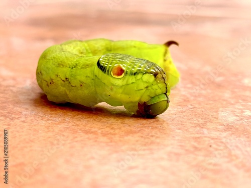 Canvastavla Green hawkmoth caterpillar with snake-like false eyespot close up