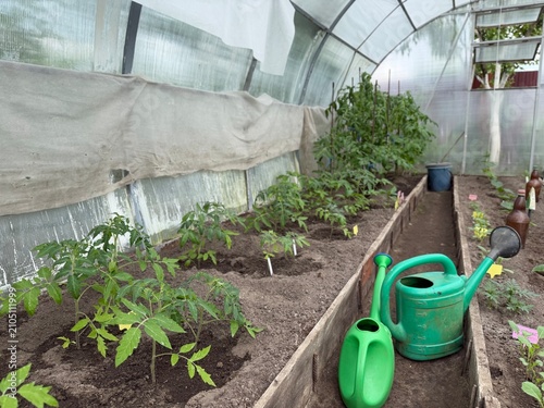 Принти на полотні Rustic greenhouse interior with rows of young tomato crops and plastic irrigation tools on paths