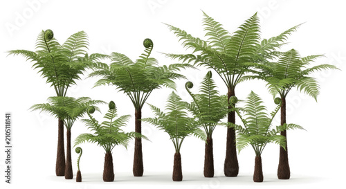 A collection of stylized fern trees stands upright on a transparent background. The ferns display varying sizes and stages of growth, with some showing curled fronds and others fully unfurled.