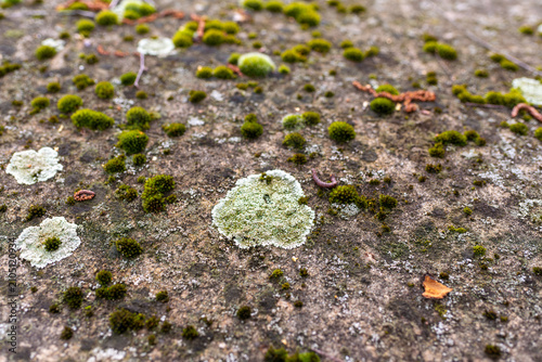Schilderij op canvas Close-up of green moss cushions and pale crustose lichen colonies naturally colonizing an aged stone surface