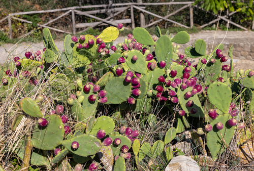 Close-up of Opuntia ficus-indica, cactus pear or prickly pear, with red fruits