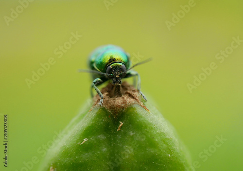 Mint leaf beetle Chrysolina herbacea siberian flag Iris sibirica close up, pest plant flower of mint Mentha herbal remedies, the beetle is collected by hand on organic farm garden, chemical sprays