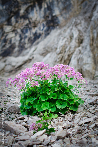 Cluster of pink Adenostyles glabra flowers growing on rocky mountain terrain