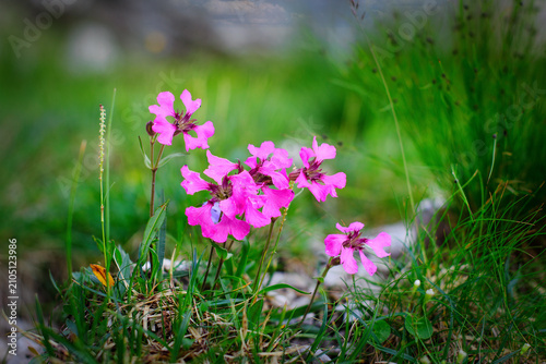 Close-up of Pink Silene Elisabethae Flower Blooming in Alpine Meadow