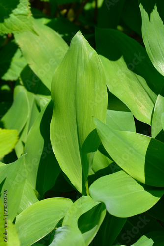 Bild auf Leinwand A bright green leaf of a lily of the valley plant grows surrounded by fresh spri