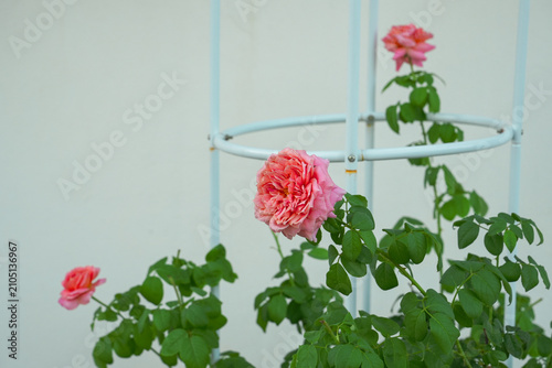 Pink roses in the garden of pink roses. Blooming Roses on the Bush. Growing roses in the garden.