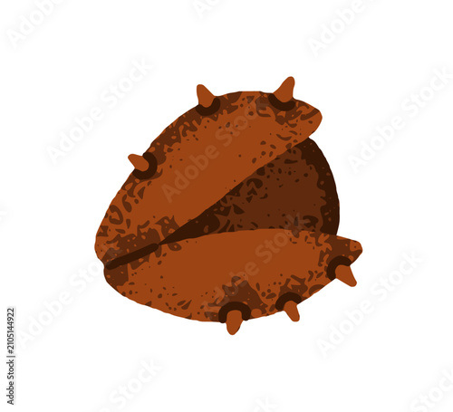 Chestnut fruit in barbed shell with thorns, prickles. Forest nut, half open. ...