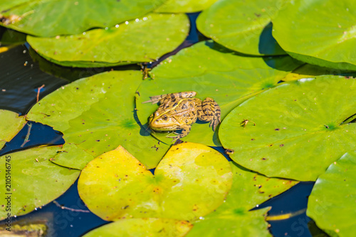 frog on a leaf