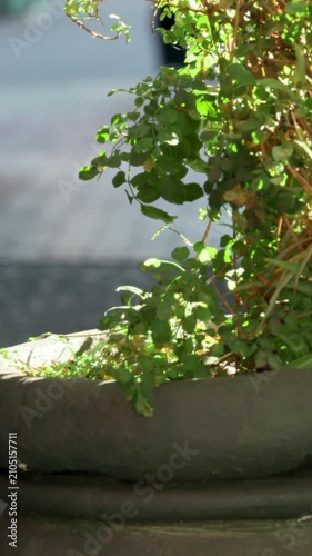 Vertical video: Framing planter plant right while people passing by left with teal bag, copy space