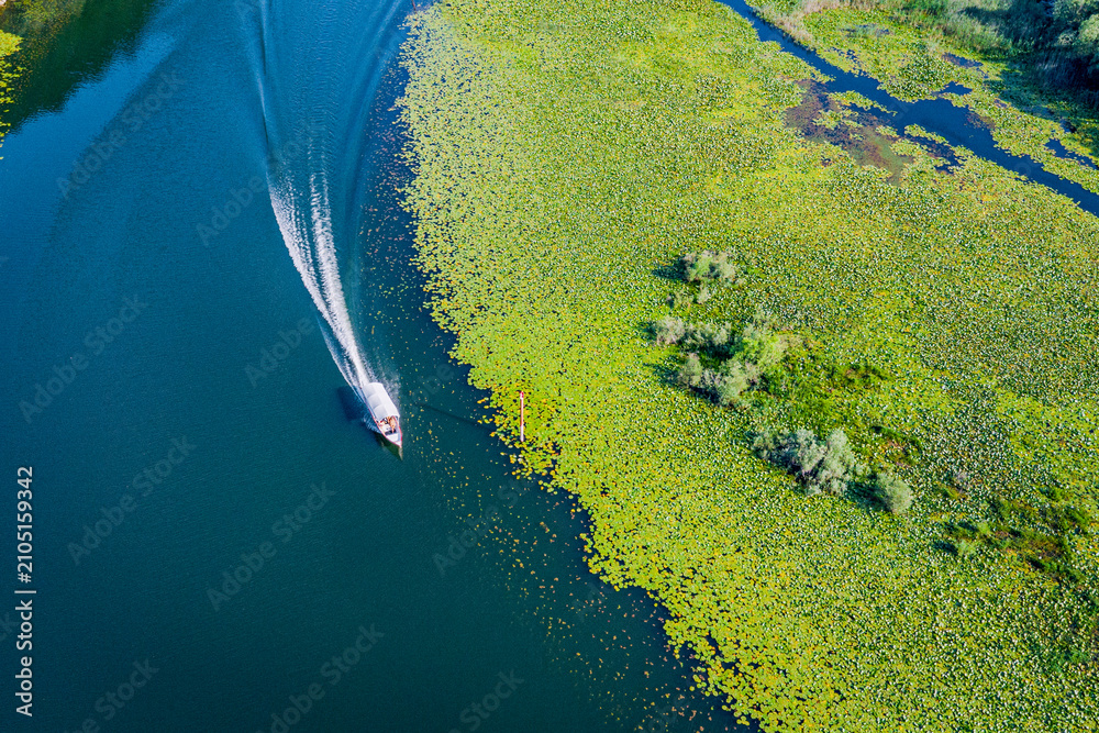 Obraz premium Scenic aerial view of a boat propelling through the emerald green water lily field, creating a wake on the calm lake surface