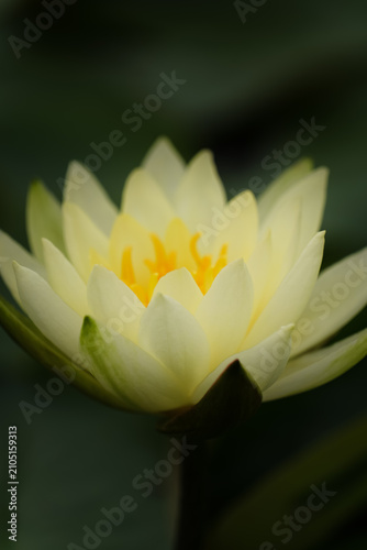 Photography A close-up of a beautiful, soft, pale yellow water lily