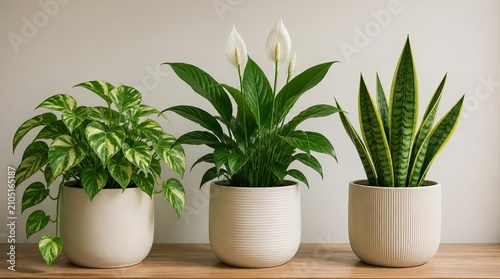 Three potted houseplants on wooden table against neutral background