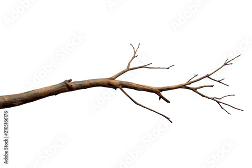 Dry bare branch with small twigs, indicating dormancy or winter, cut out on transparent background