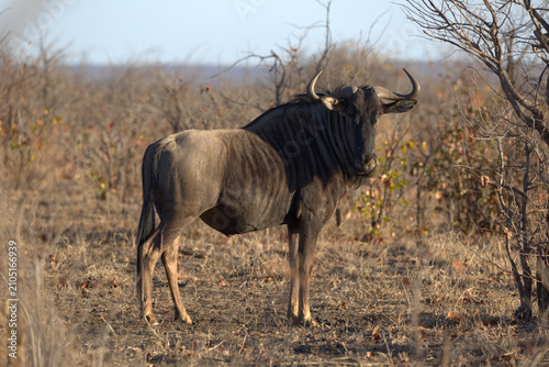 Photography Blue Wildebeest (Connochaetes taurinus)