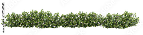 Foto Correa alba Isolated PNG, Flowering Evergreen Hedge, Transparent Background