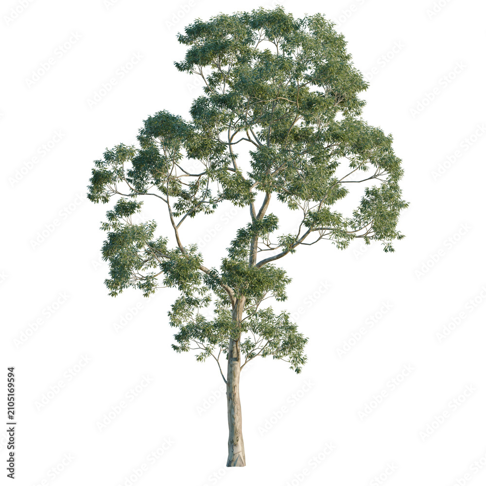 Fototapeta premium Eucalyptus saligna tree, elevation, front view, cutout, transparent background, isolate, Detailed 3D Render of a Lush Eucalyptus Tree with Realistic Foliage and Bark Texture