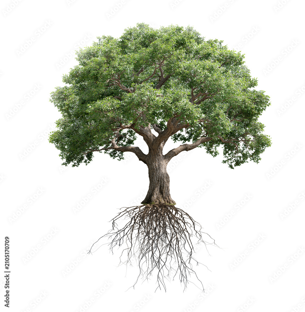 Fototapeta premium Large oak tree with roots isolated on transparent background
