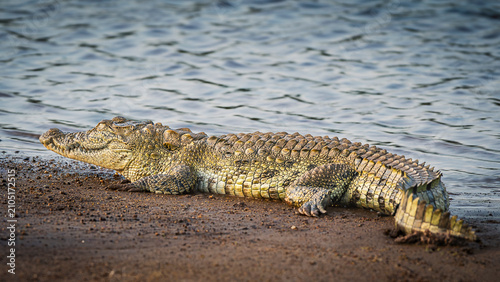 Nile Crocodile Basking on the Sandy Riverbank