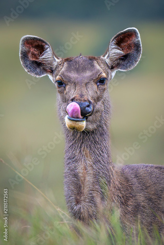 Sambar deer licking its nose close-up in nature