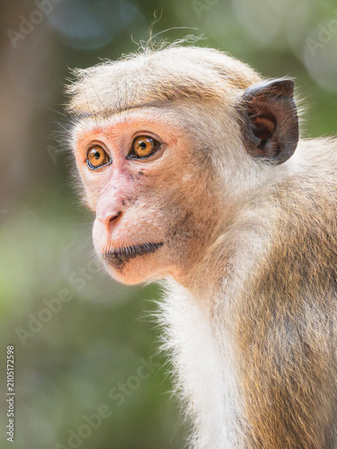 Close-up Profile of a Toque Macaque Monkey in Sri Lanka