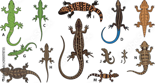 Foto Lizard species vector set featuring different types of reptiles gecko skink igua