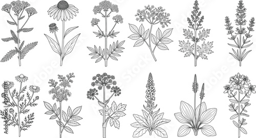 Canvas Print Collection of hand drawn botanical line art featuring medicinal herbs and wild f