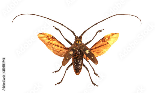 Foto Flying longhorn beetle with open amber wings and long antennae isolated on transparent background PNG, macro top view