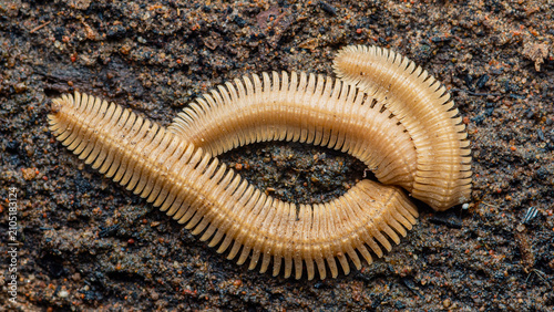 Foto Millipede curling on dark moist soil