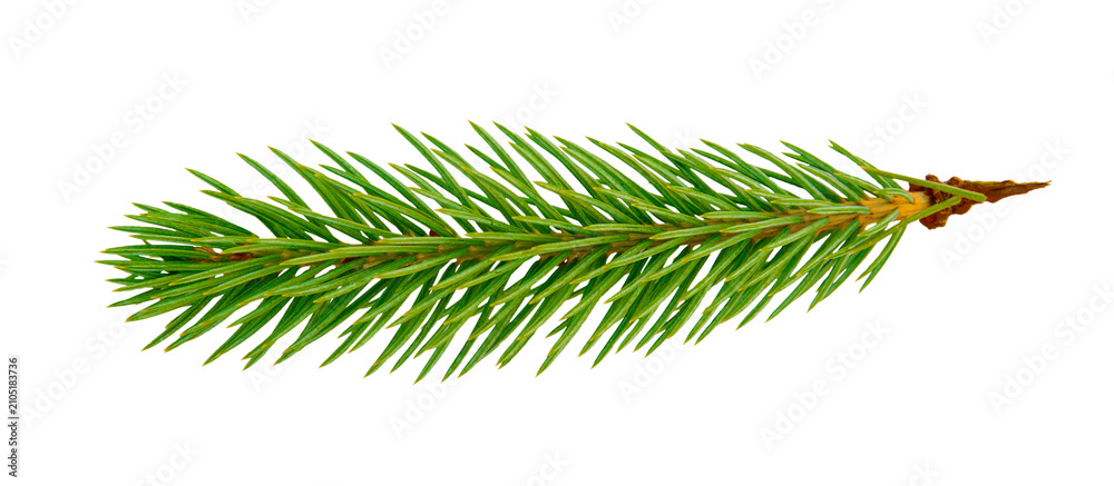 Fototapeta premium Fir Twig with Green Needles Isolated on White stock photo. Isolated fir tree branch on white background, design element for Christmas card or banner