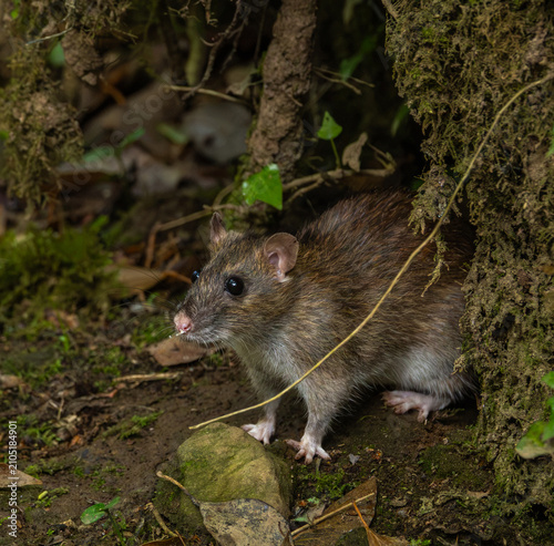 Brown rat - Rattus norvegicus