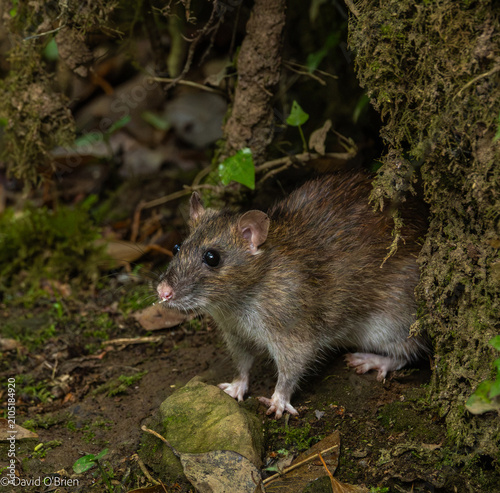 Brown rat - Rattus norvegicus