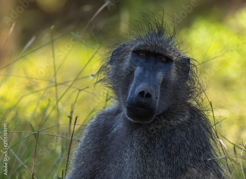 Canvas Print Cape baboon - Papio ursinus
