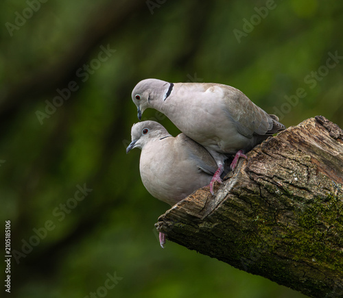 Collared dove - Streptopelia decaocto