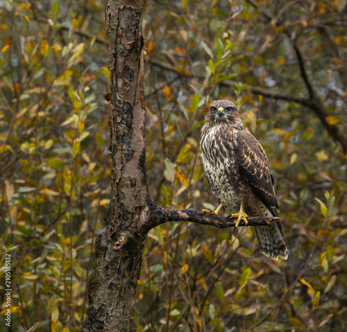 Common buzzard - Buteo buteo