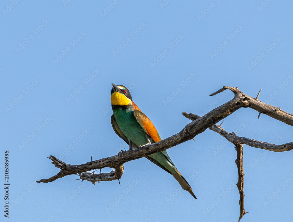 Obraz premium European bee-eater - Merops apiaster
