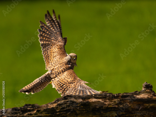 Photography Eurasian kestrel - Falco tinnunculus