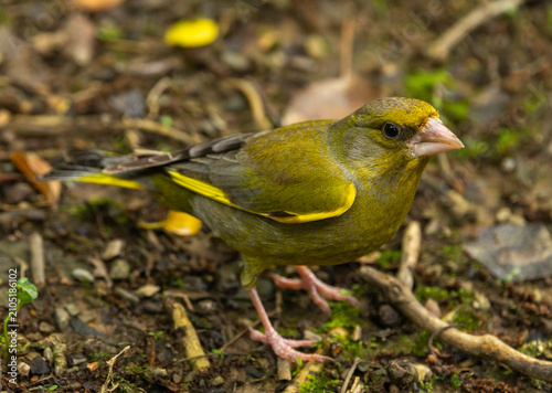 Canvastavla European Greenfinch - Chloris chloris