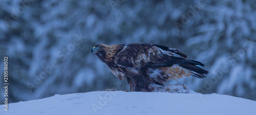 Foto Golden eagle - Aquila chrysaetos