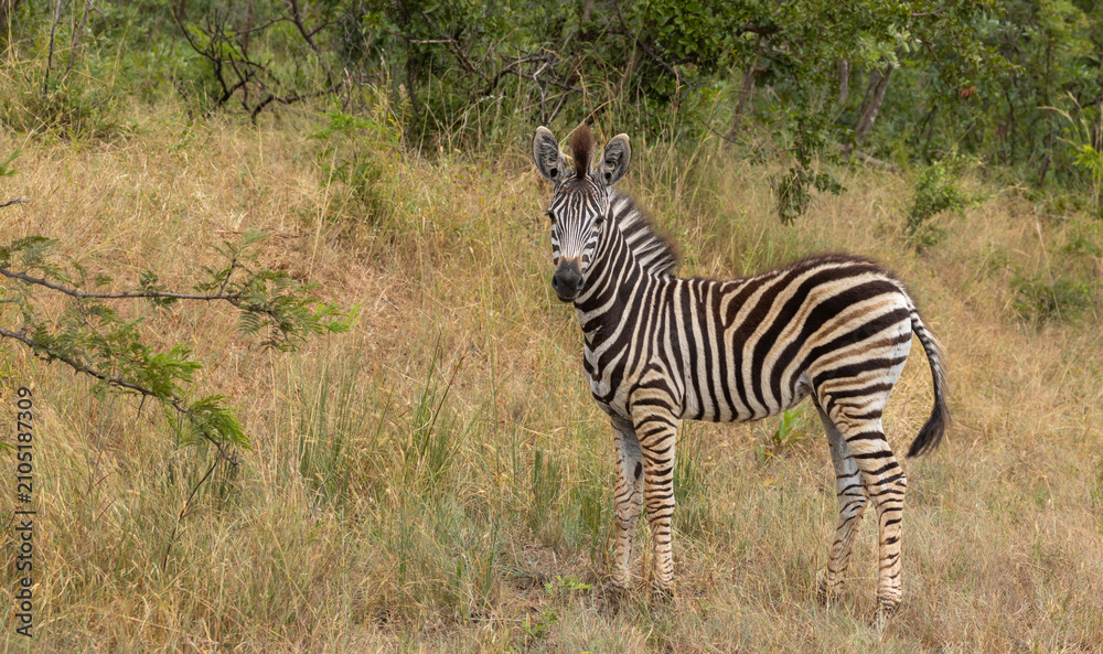 Obraz premium Plains Zebra - Equus quagga burchellii