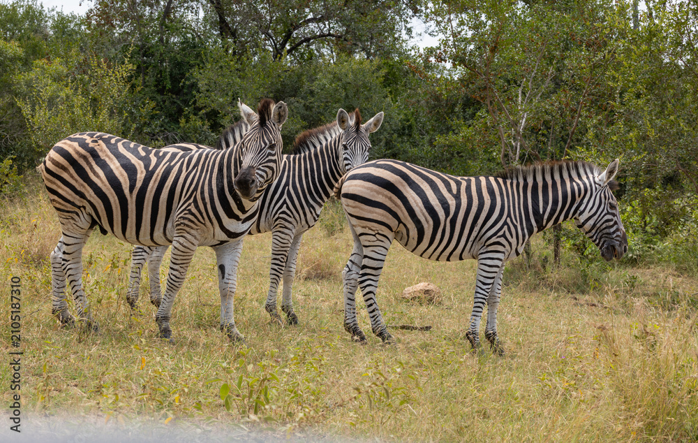Obraz premium Plains Zebra - Equus quagga burchellii