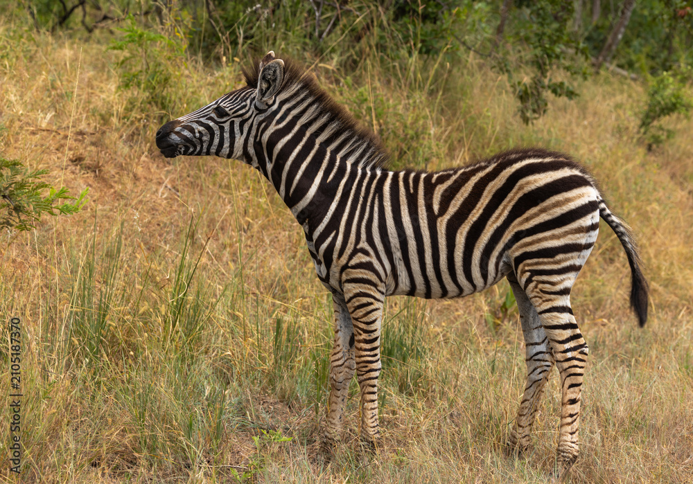 Obraz premium Plains Zebra - Equus quagga burchellii