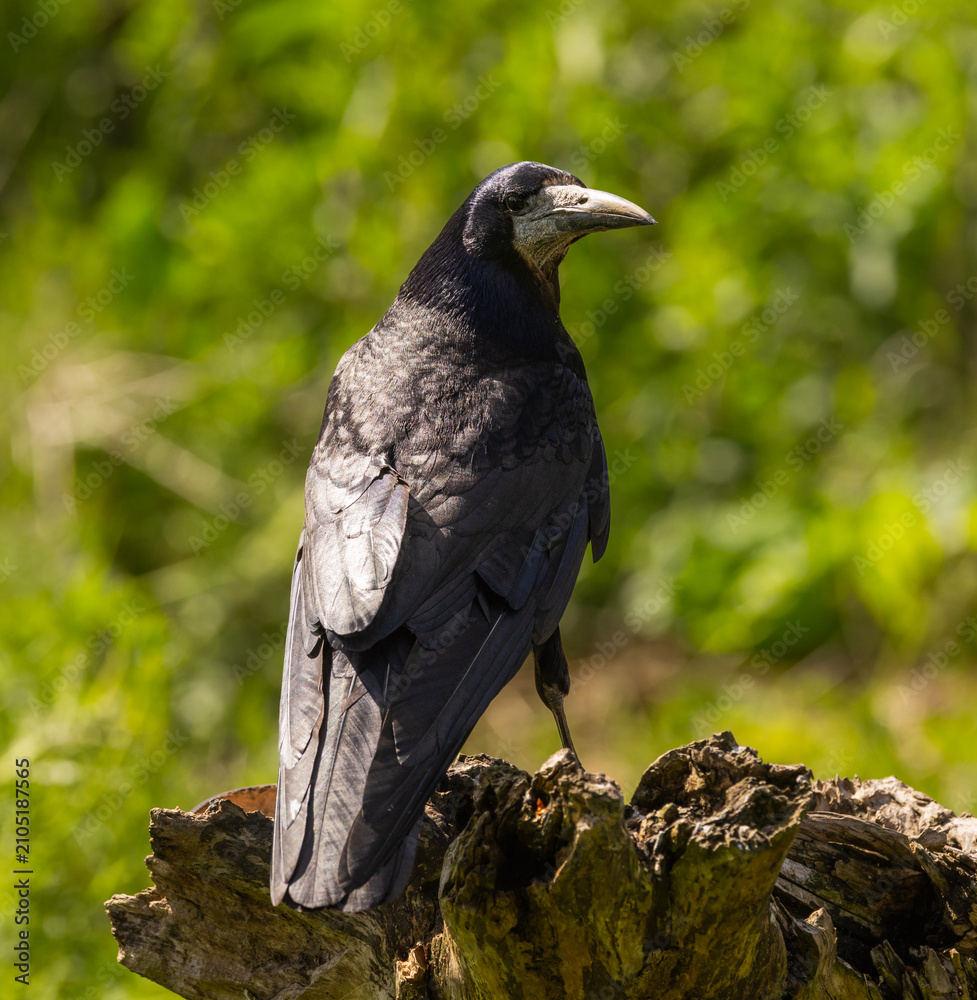 Fototapeta premium Rook - Corvus frugilegus