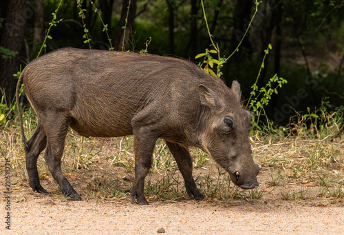 Fotografía Southern common warthog - Phacochoerus africanus sundevallii