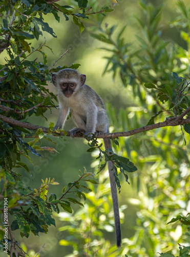 Vervet monkey - Chlorocebus pygerythrus
