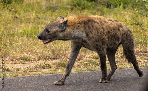 Spotted hyena - Crocuta crocuta