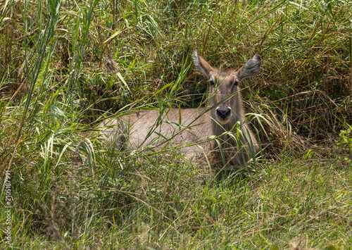 Waterbuck - Kobus ellipsiprymnus