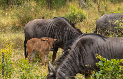 Wildebeest - Connochaetes taurinus